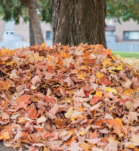 A pile of autumn fallen leaves on the ground near trees in the yard near houses.