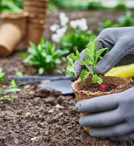 Gardener hands picking and planting vegetable plant in the garden