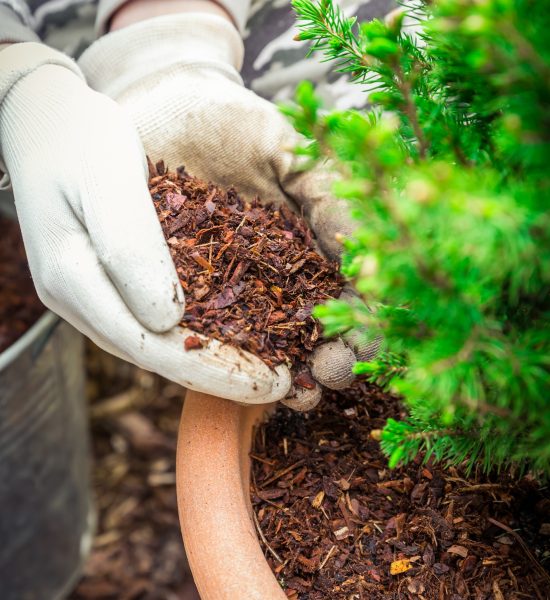 Gardening - Mulching plants with pine bark againts to weeds