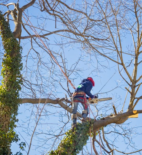 Tree service worker arborist pruning large branches and cutting down large maple tree with chainsaw