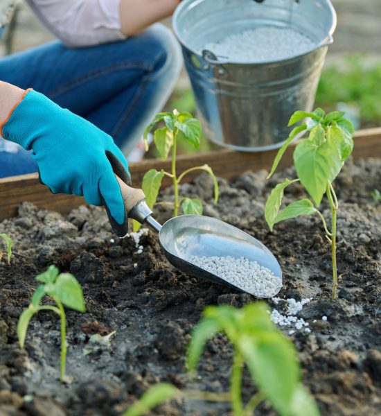 Woman fertilizing pepper seedlings with complex mineral fertilizer